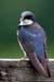 Tree Swallow (Tachycineta bicolor)